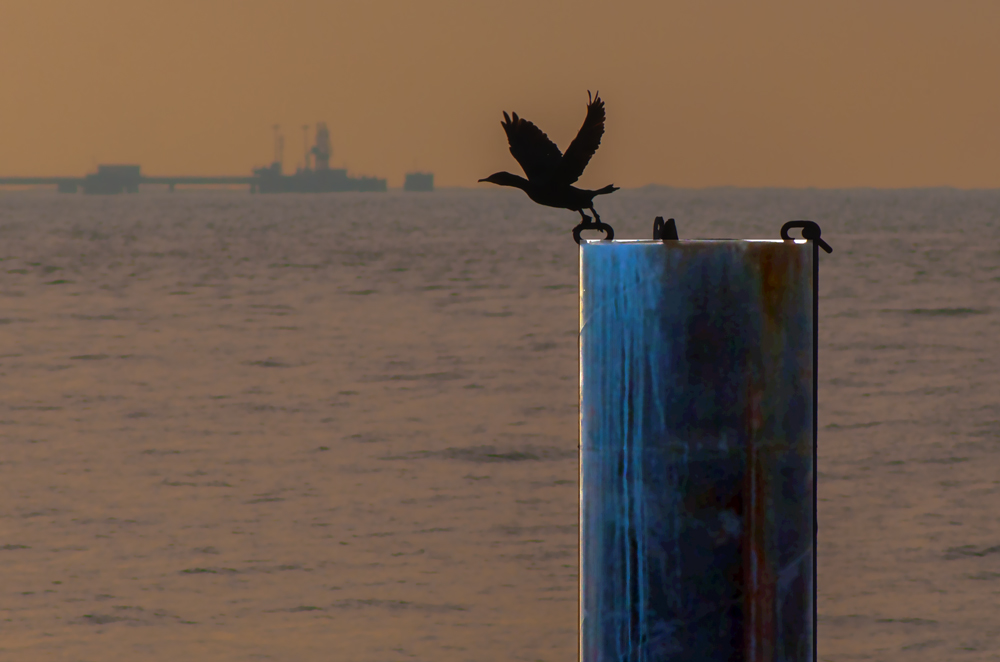 photo "Take Off" tags: nature, portrait, landscape, Europe, Lisbon, animals, birds, coastline, portugal, seas, water, wild animals