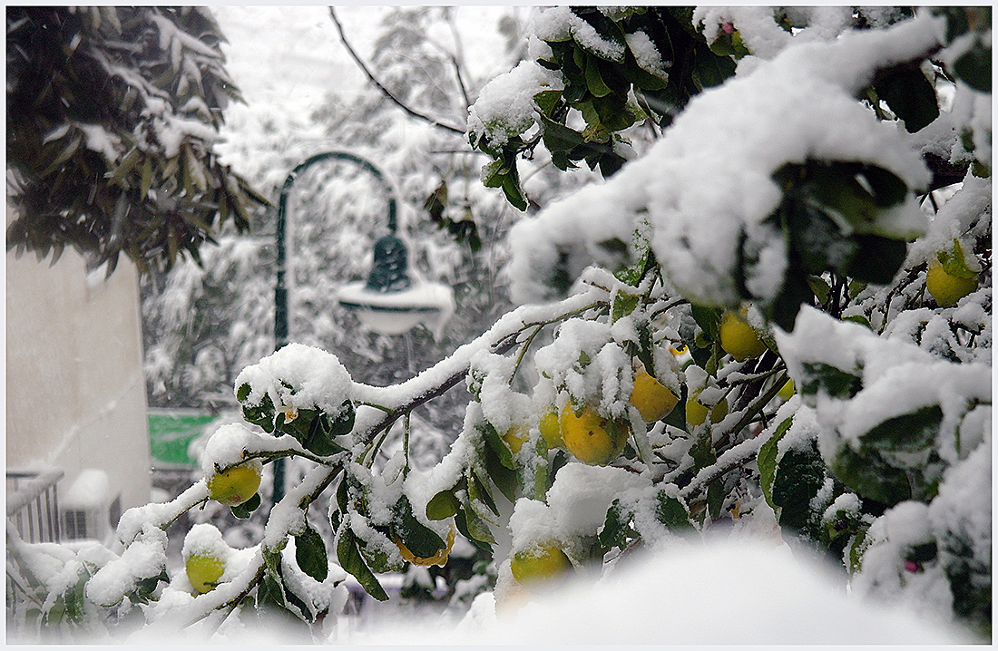 photo "Christmas lemons ..." tags: nature, 