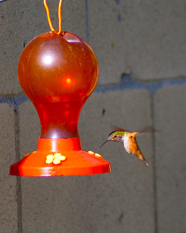 фото "Hummingbird 1" метки: природа, 