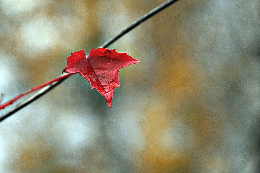 photo "***" tags: nature, осень. лист