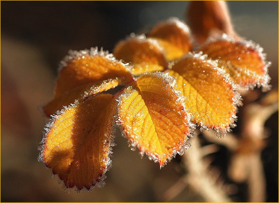 photo "Hoar frost" tags: macro and close-up, Ice, autumn