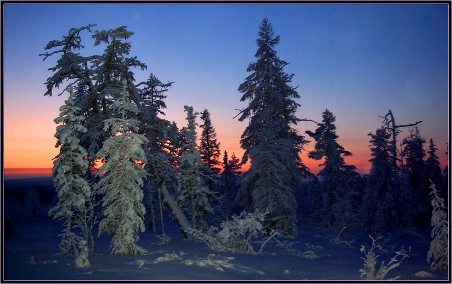 photo "***" tags: landscape, morning, taiga, winter, мороз