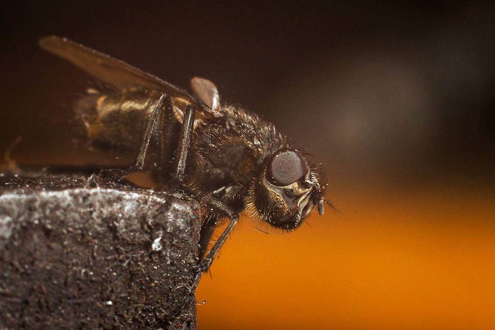 photo "***" tags: macro and close-up, 