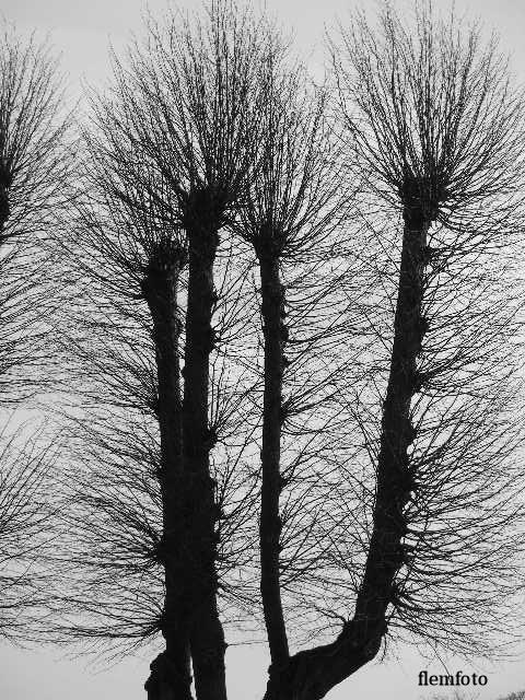 photo "Art" tags: nature, Europe