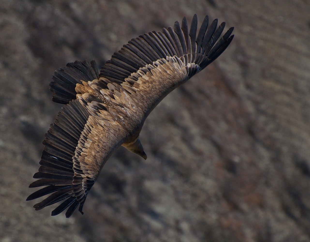 photo "***" tags: nature, flight, wild animals, wings, Сип, размах