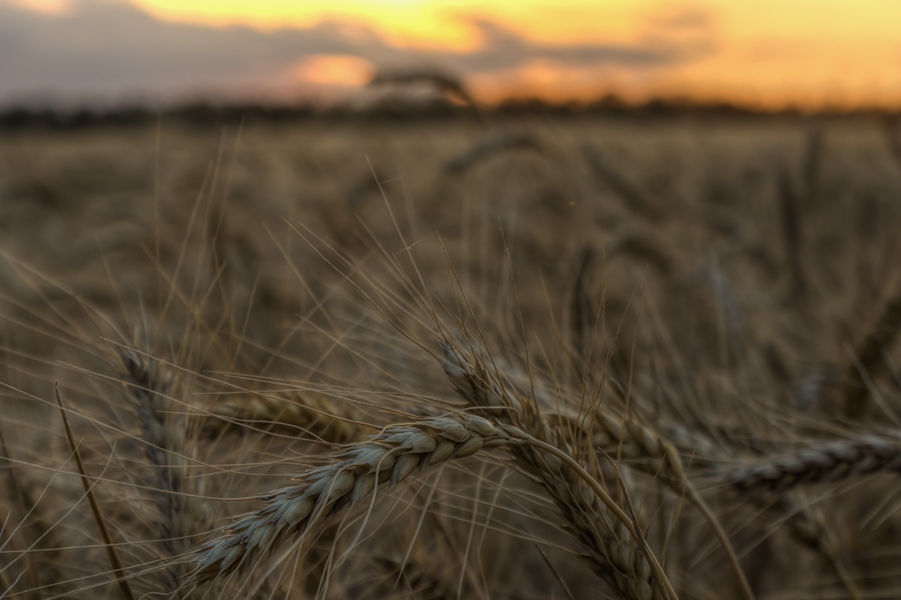 фото "***" метки: пейзаж, Запорожье, Украина, закат, небо, поле, пшеница, хлеб