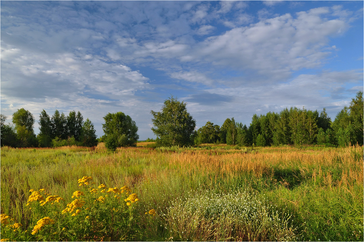 фото "Искупаться бы в траве..." метки: пейзаж, деревья, лето, облака, трава, цветы