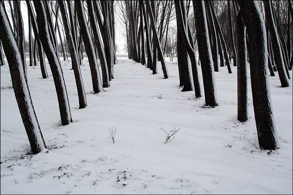 фото "***" метки: пейзаж, черно-белые, forest, trees, зима, снег