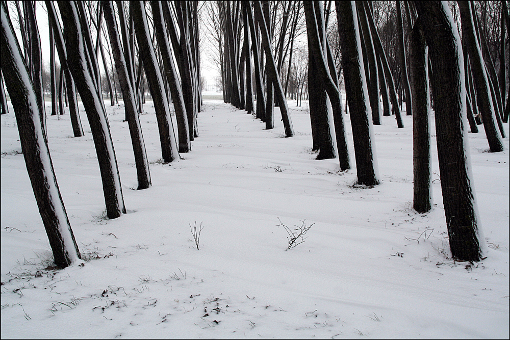 photo "***" tags: landscape, black&white, forest, snow, trees, winter