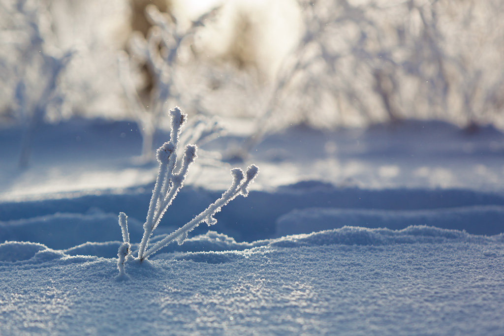 photo "Frosty Minimalism" tags: landscape, nature, macro and close-up, hoarfrost, snow, winter, кристаллизация, минимализм, мороз