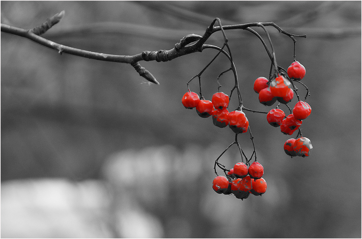 photo "* * *" tags: nature, city, winter, рябина