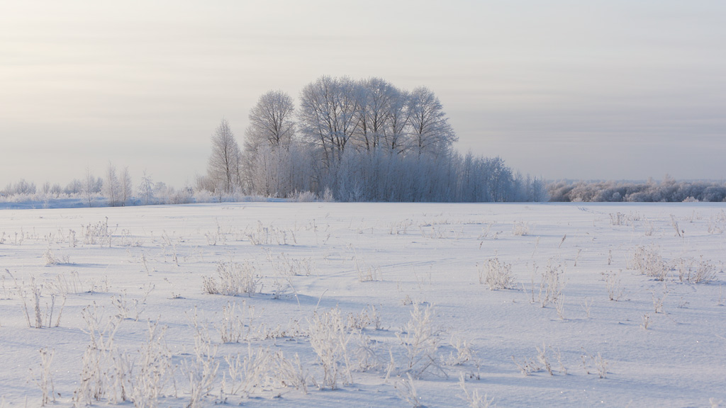 фото "Там, вдали..." метки: пейзаж, зима, иней, лесок, мороз, опушка, поле