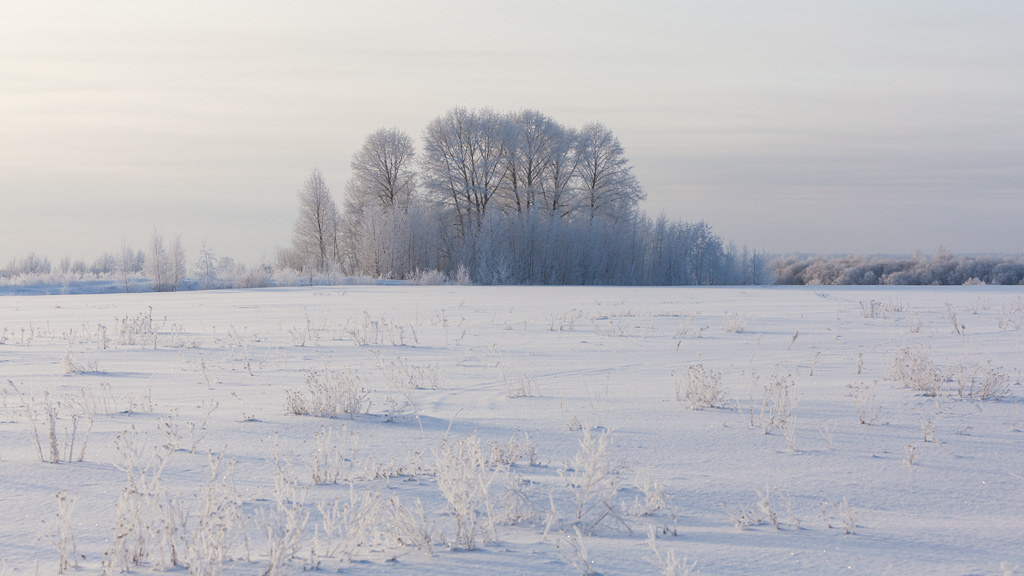 photo "There, far away ..." tags: landscape, field, hoarfrost, winter, лесок, мороз, опушка