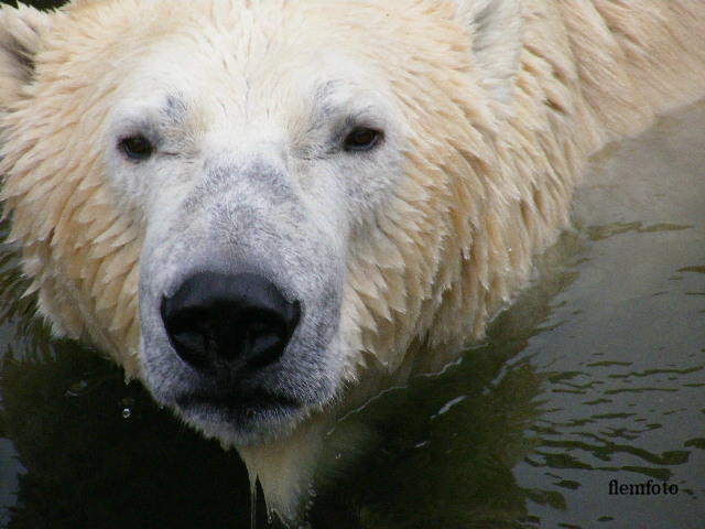 фото "Polar bear" метки: природа, 