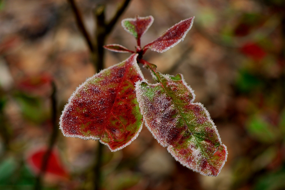 photo "***" tags: nature, 