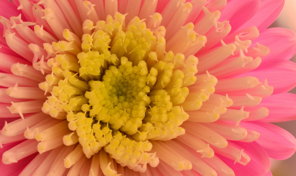 фото "Flower" метки: макро и крупный план, 