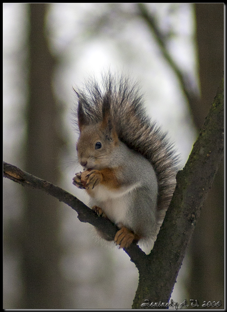 photo "Squirrel: "I will come to you!" :)" tags: nature, humor, misc., Moscow, forest, wild animals, winter, белочка