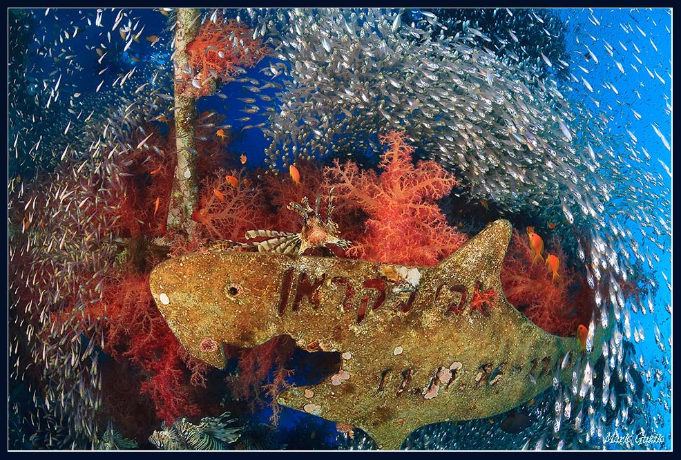photo "Fish market" tags: underwater, 