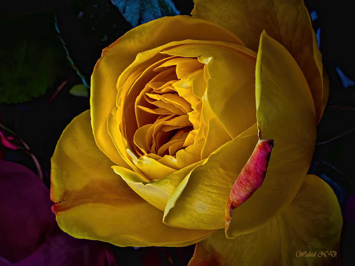 фото "Rose" метки: природа, макро и крупный план, Flora
