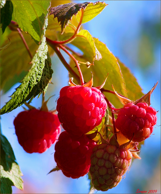 photo "Wild raspberries" tags: nature, macro and close-up, 