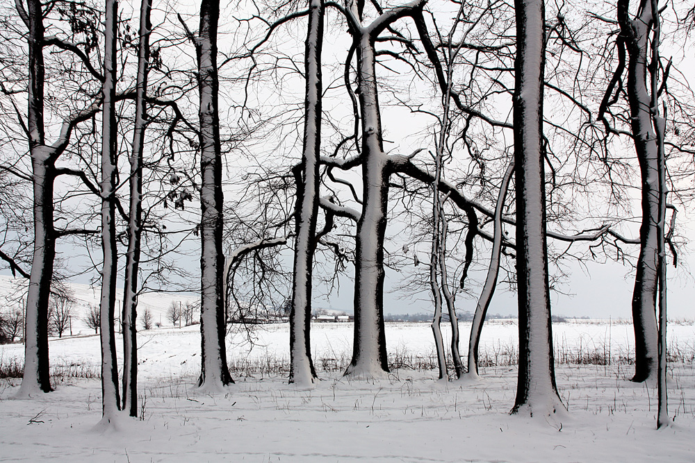 photo "***" tags: landscape, nature, black&white, forest, snow, trees, winter