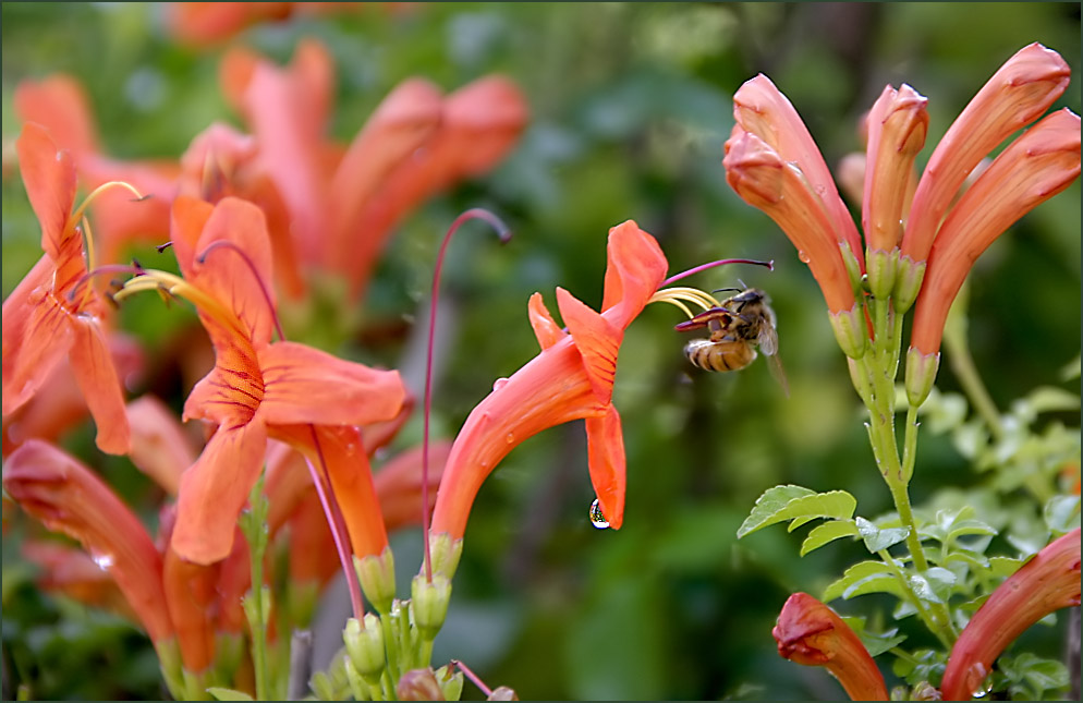 photo "Breakfast after the rain" tags: nature, macro and close-up, Asia, flowers