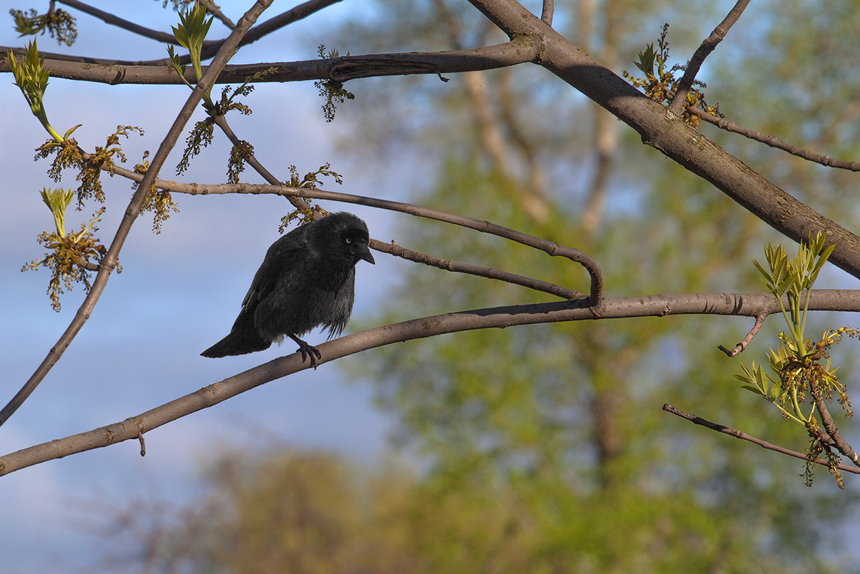 photo "***" tags: landscape, nature, bird, Ростов Великий