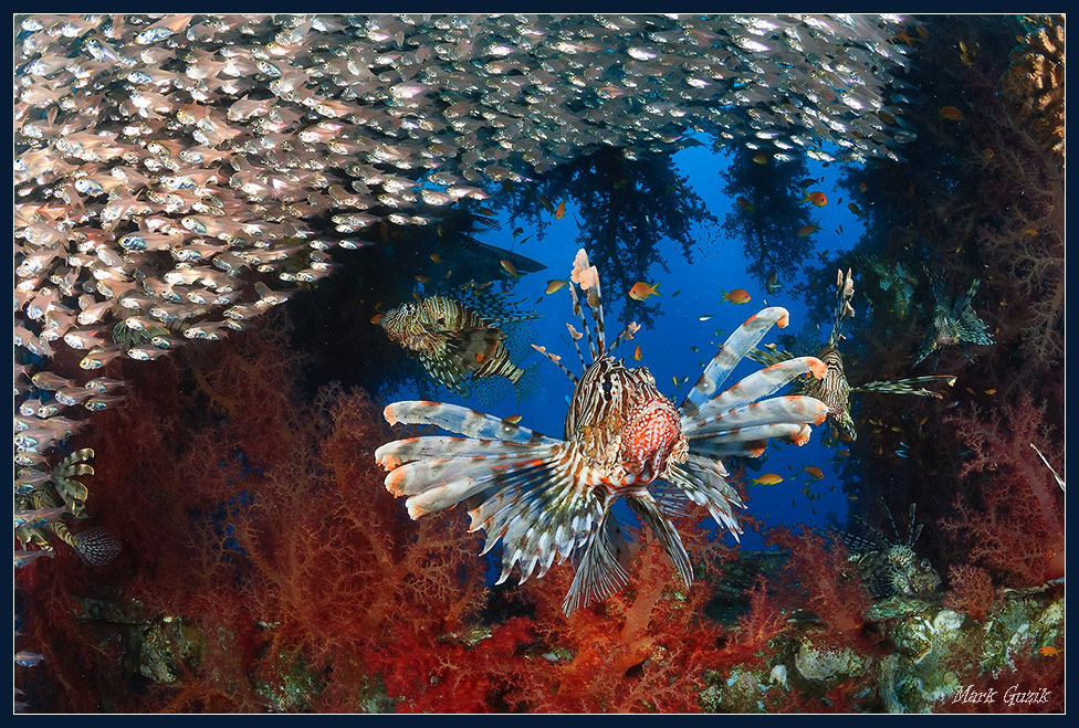 photo "In all beauty" tags: underwater, 