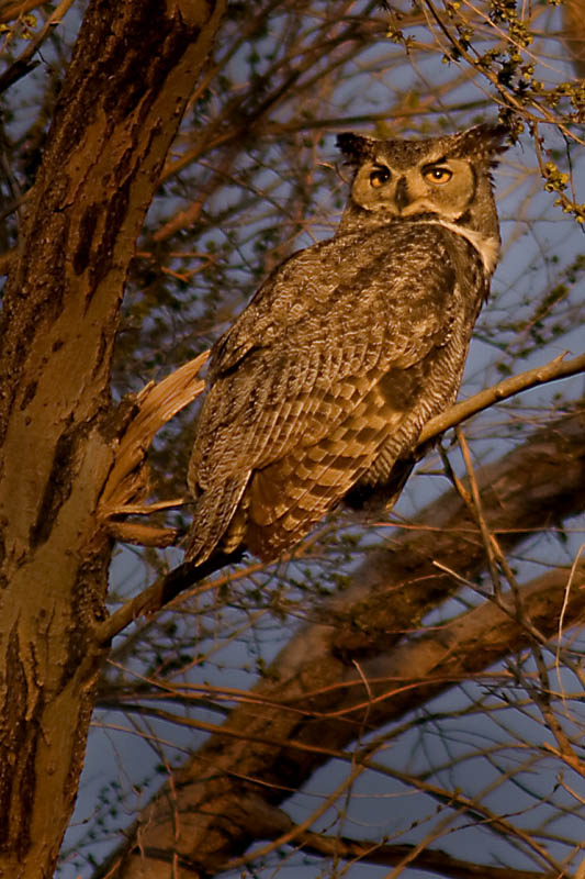 photo "Great Horned Owl watching the sunset" tags: nature, Great horned owl