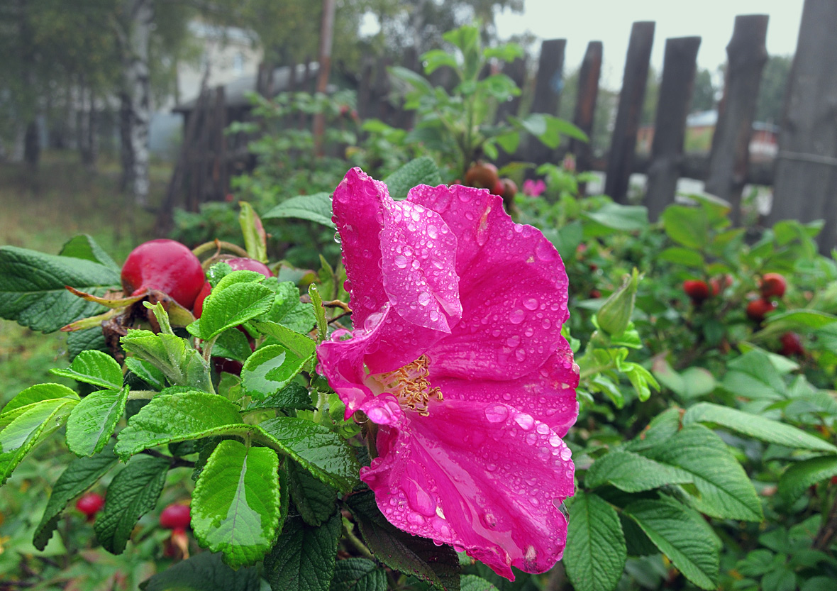 photo "***" tags: , 