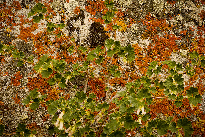 фото "Lichens behind currant" метки: природа, абстракция, макро и крупный план, City of Rocks, Idaho, Lichen