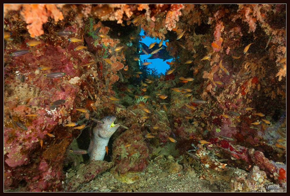 photo "In her cave" tags: underwater, 