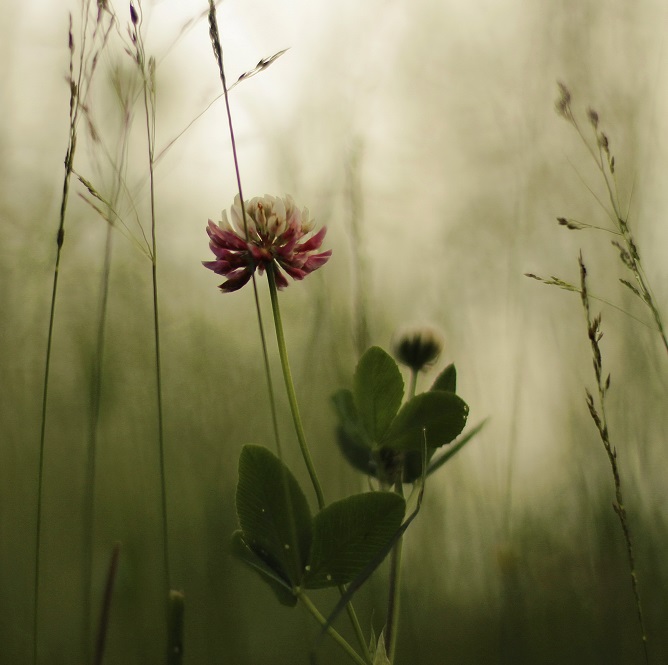 photo "***" tags: nature, 