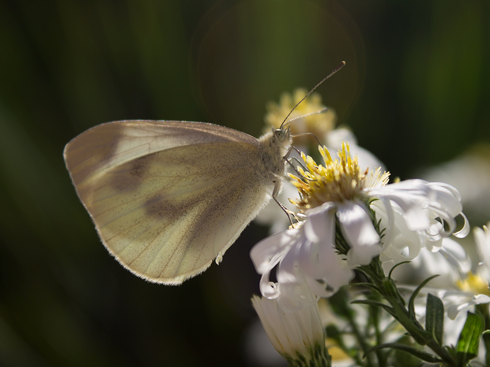 photo "***" tags: nature, macro and close-up, butterfly, цветок