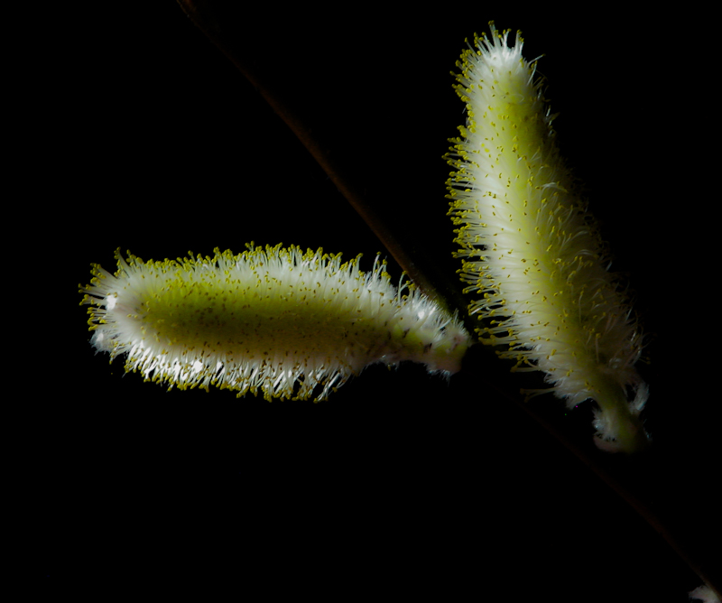 фото "Spring" метки: макро и крупный план, 