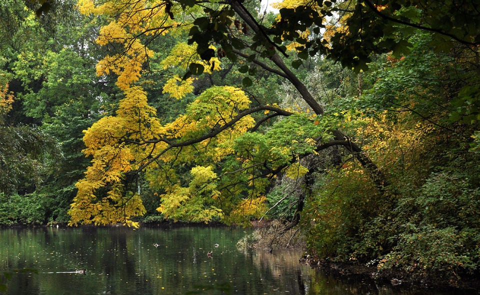 photo "***" tags: landscape, St. Petersburg, autumn, park