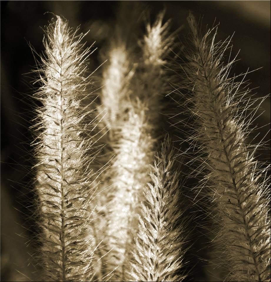 photo "Grasses" tags: landscape, nature, macro and close-up, 