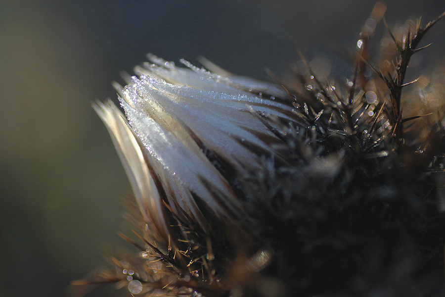photo "Frost" tags: macro and close-up, Ice, flowers, winter