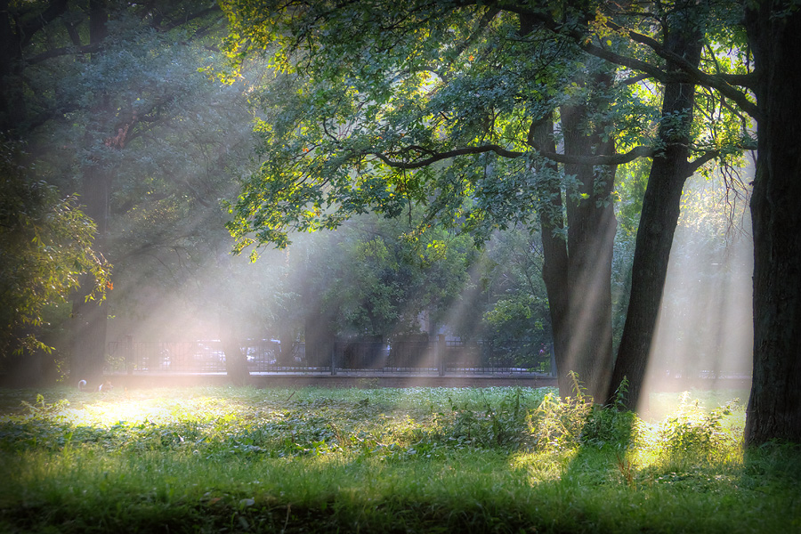 photo "Morning in the park" tags: landscape, city, nature, Moscow, dubki, forest, forest, green, kralex, krasin alexey, light, light, nature, oak, oaks, park, park, summer, summer, sun, sun, tree, trees, дуб, дубки, дубы, зелень, листья, парк дубки