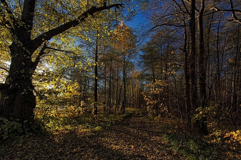 фото "Петергоф" метки: пейзаж, путешествия, природа, Европа, лес, осень