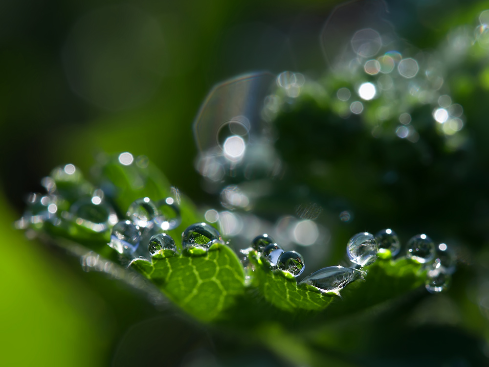 photo "***" tags: macro and close-up, 