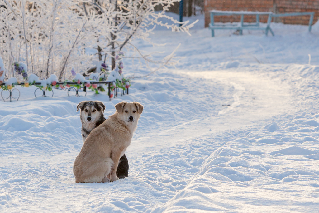 photo "Two" tags: nature, reporting, winter, двое, дружба, жизнь, мороз, пара, собаки, судьба