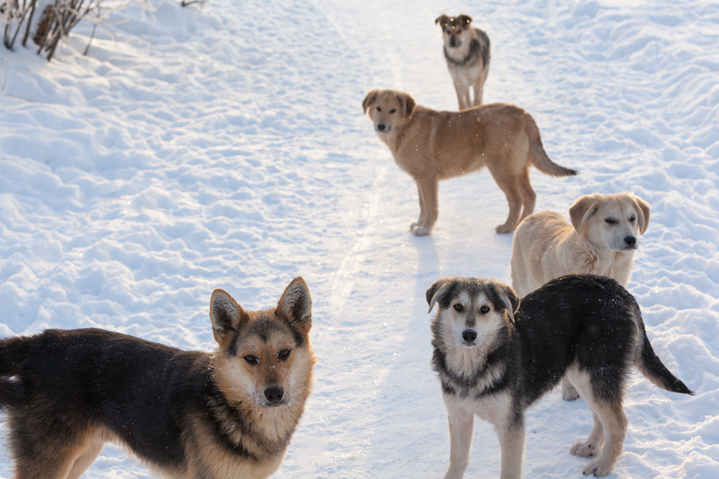 photo "Because we are the gang!" tags: nature, reporting, winter, банда, дружба, жизнь, мороз, собаки, стая, судьба