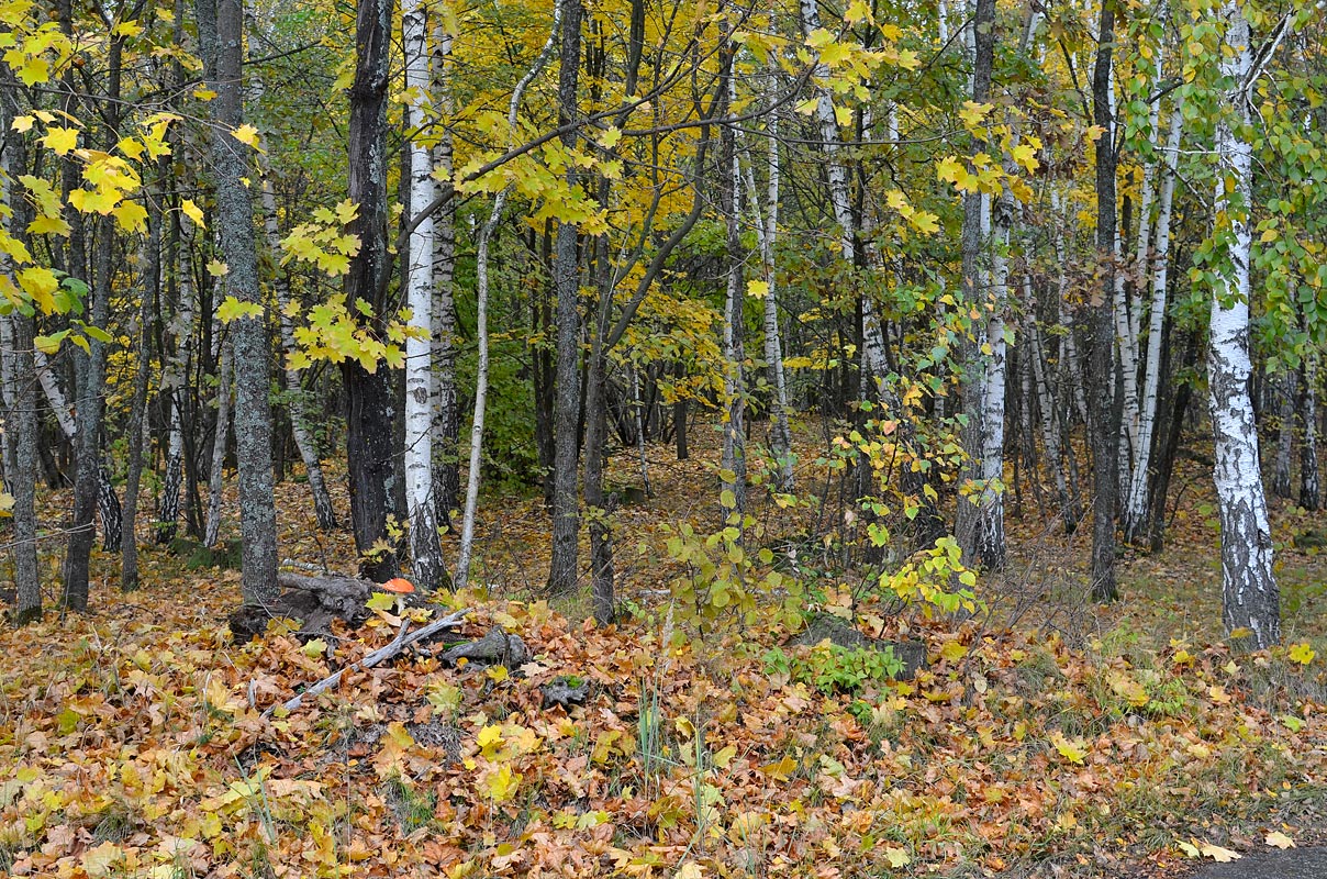 Предложения поздней осенью в лесу