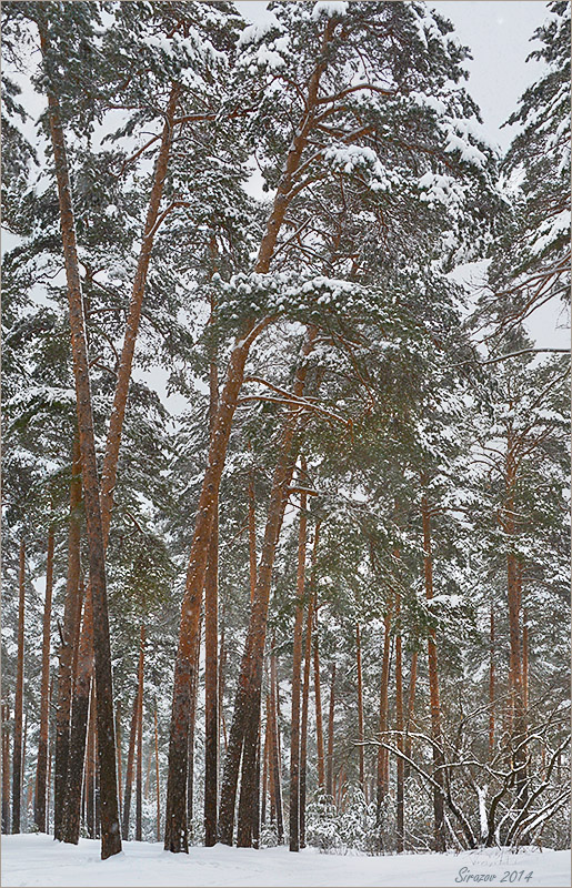 фото "Наступила зима" метки: пейзаж, природа, 