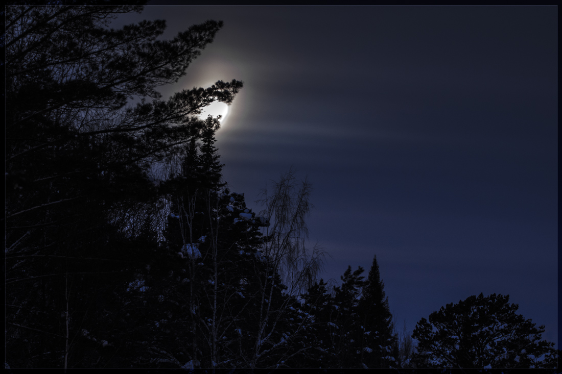 photo "***" tags: , Moon, forest, night, winter, деревья