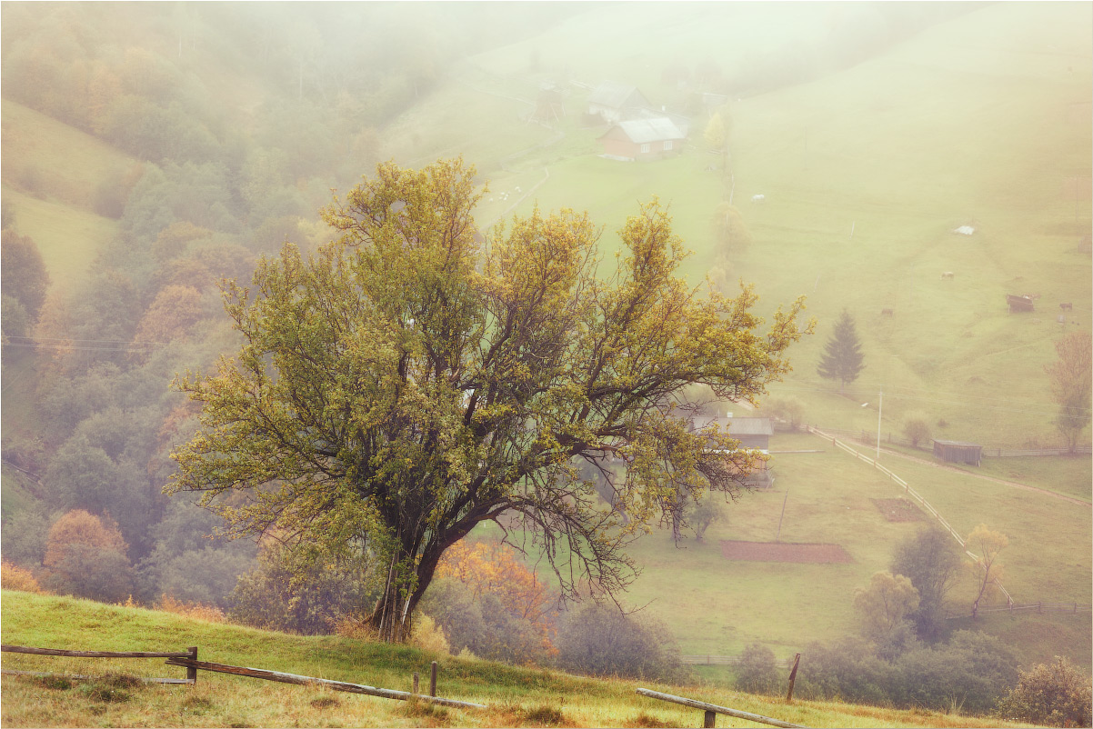 photo "***" tags: landscape, travel, nature, autumn, morning, tree, Карпаты