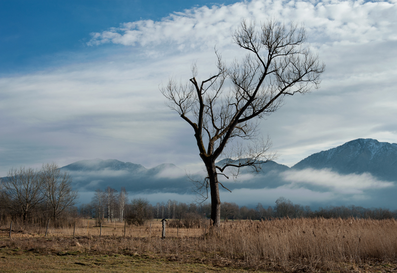 photo "The tree" tags: landscape, nature, tree