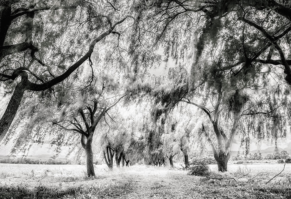 photo "Flatus" tags: nature, black&white, 