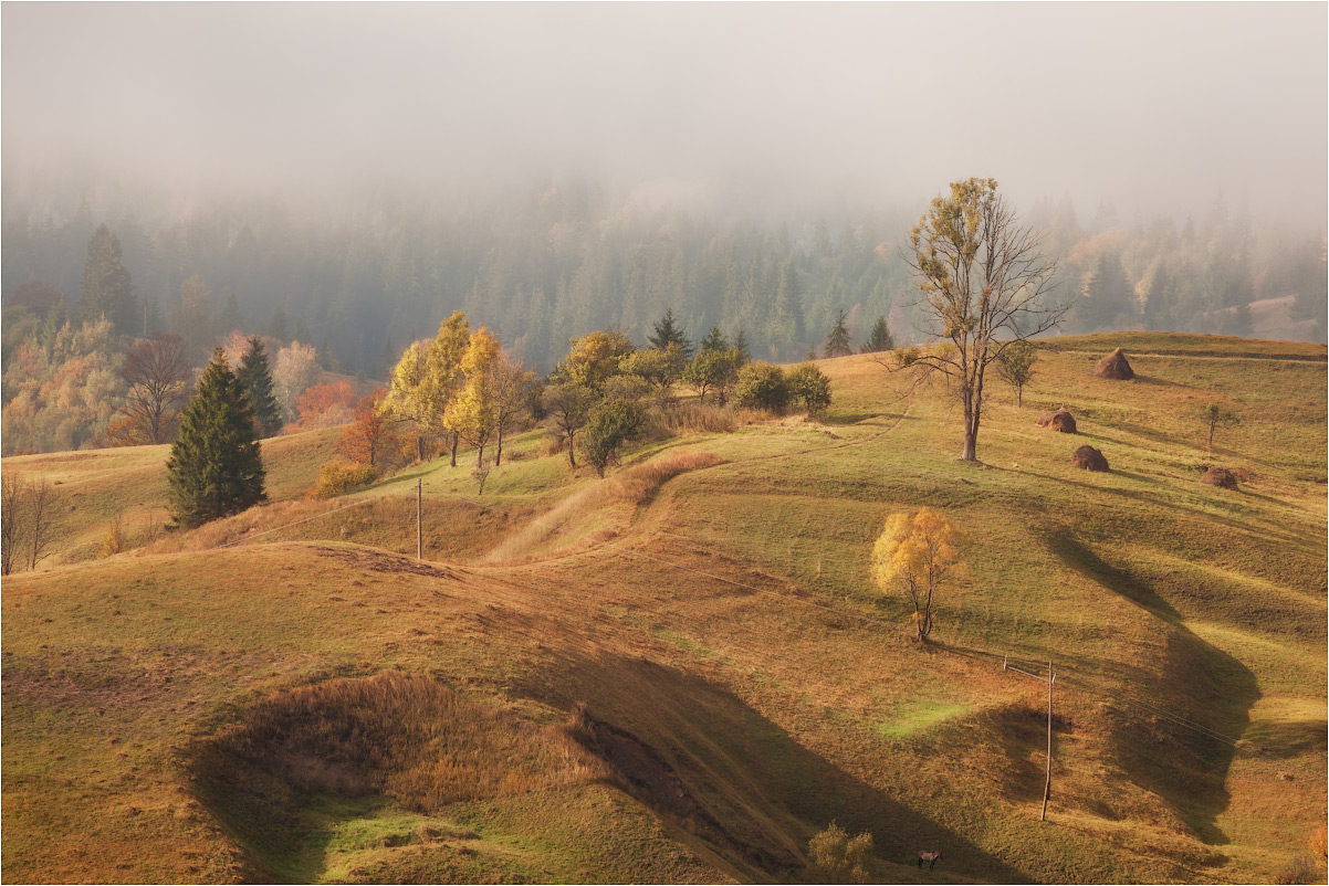 фото "***" метки: пейзаж, путешествия, природа, Карпаты, дерево, осень